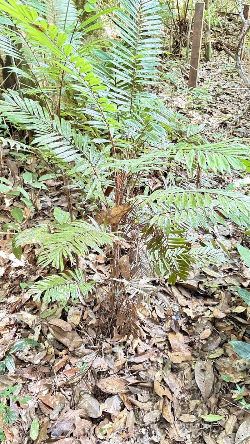 Bactris elegans photo 7