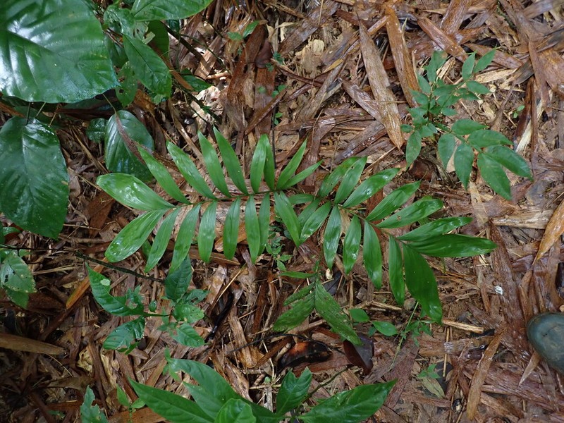 Bactris elegans photo 8