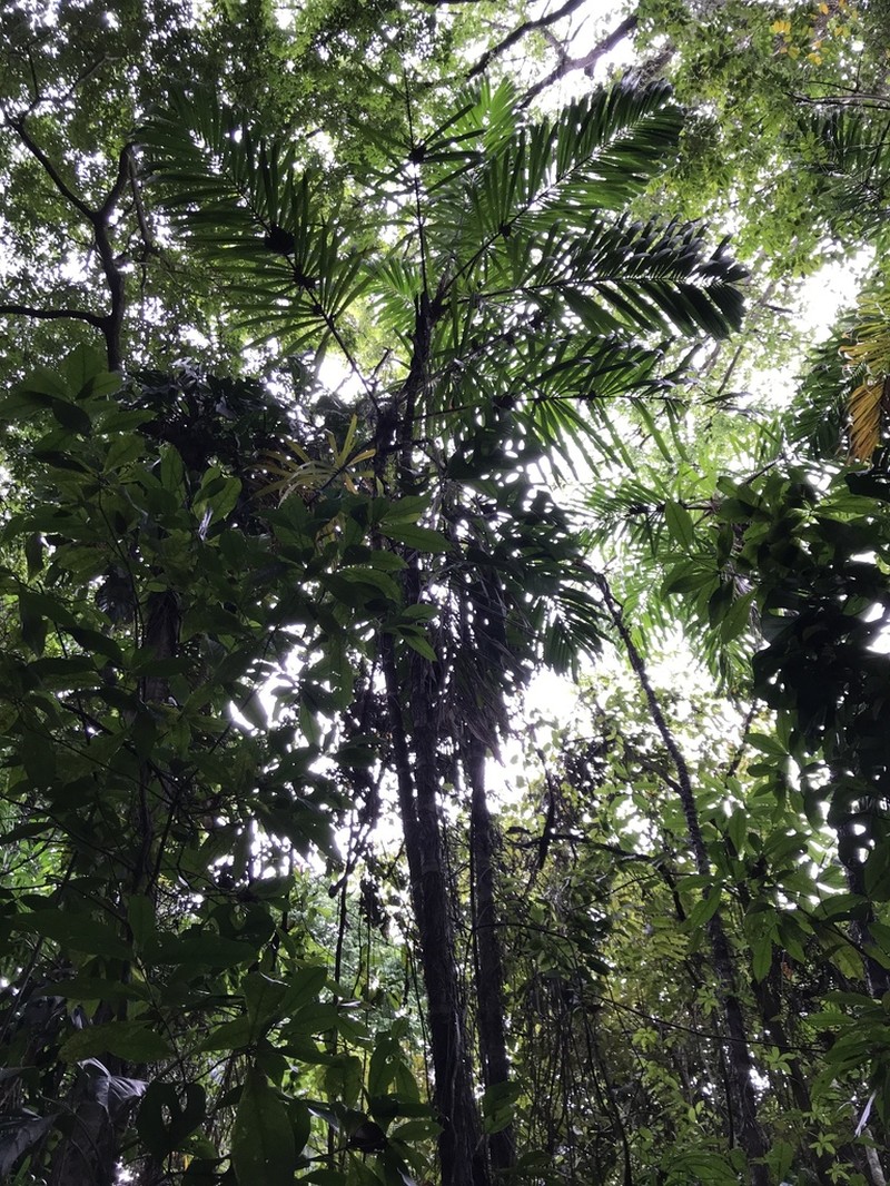 Bactris ferruginea