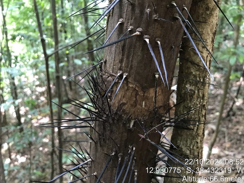 Bactris ferruginea photo 2