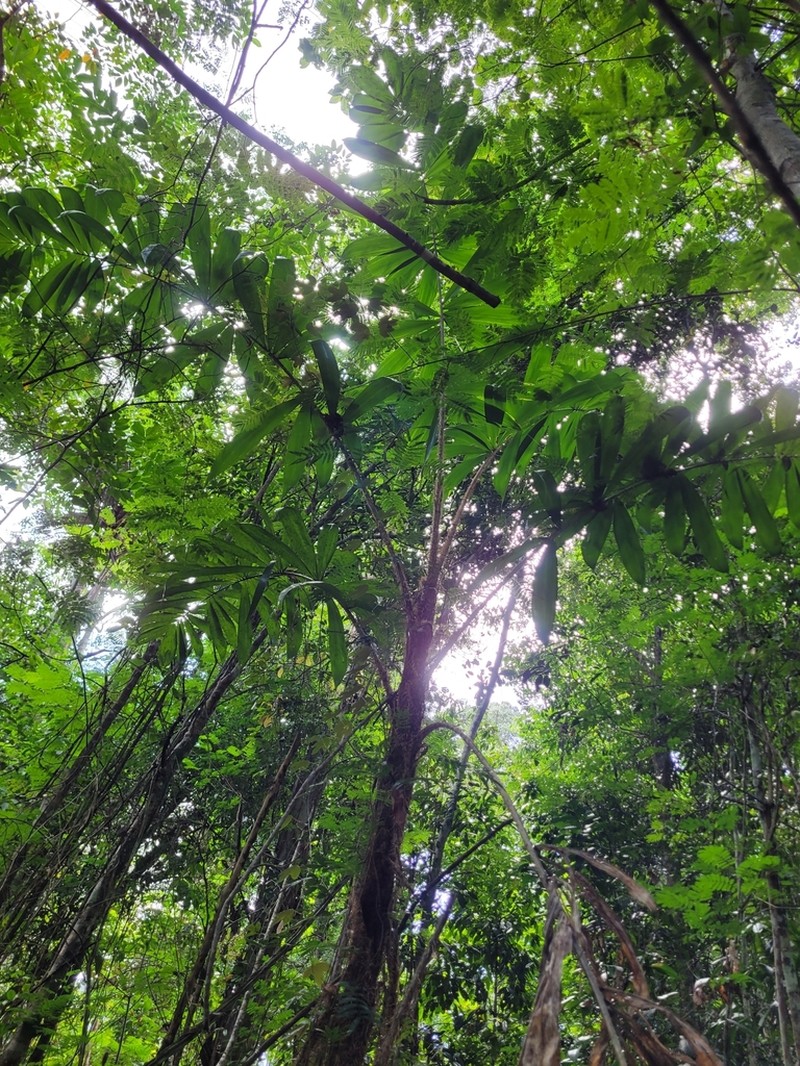 Bactris ferruginea photo 3