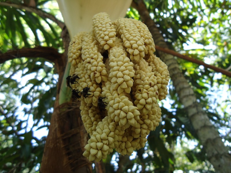Bactris ferruginea photo 4