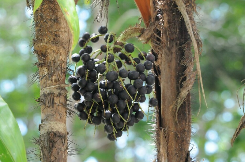 Bactris ferruginea photo 5