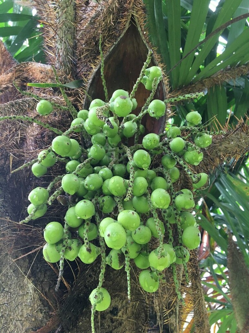 Bactris ferruginea photo 6