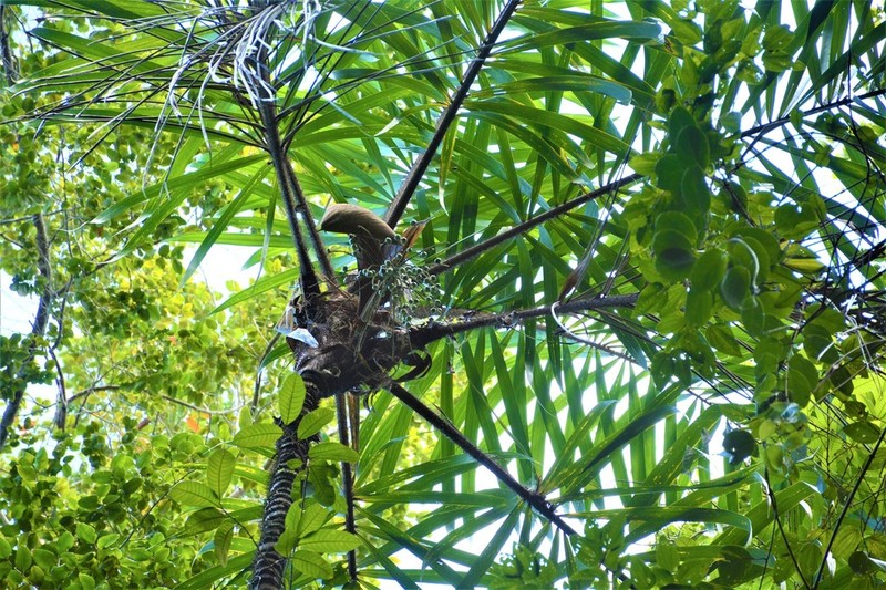Bactris ferruginea photo 7