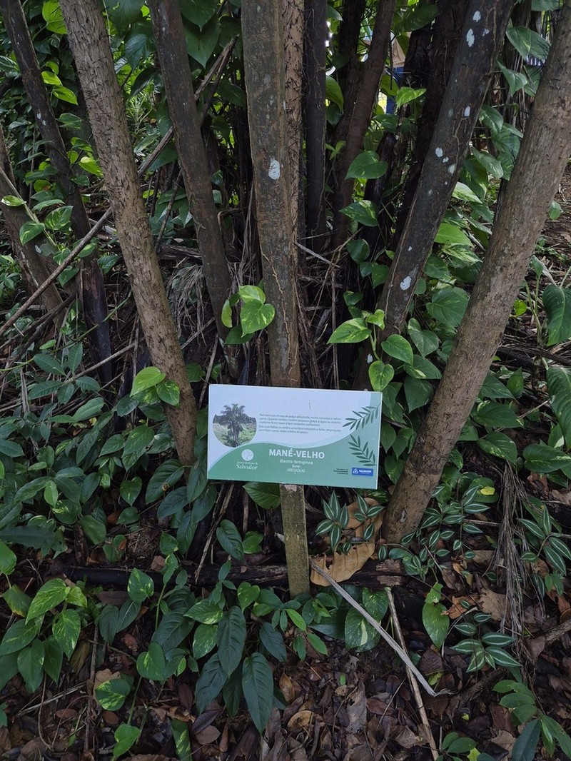 Bactris ferruginea photo 8