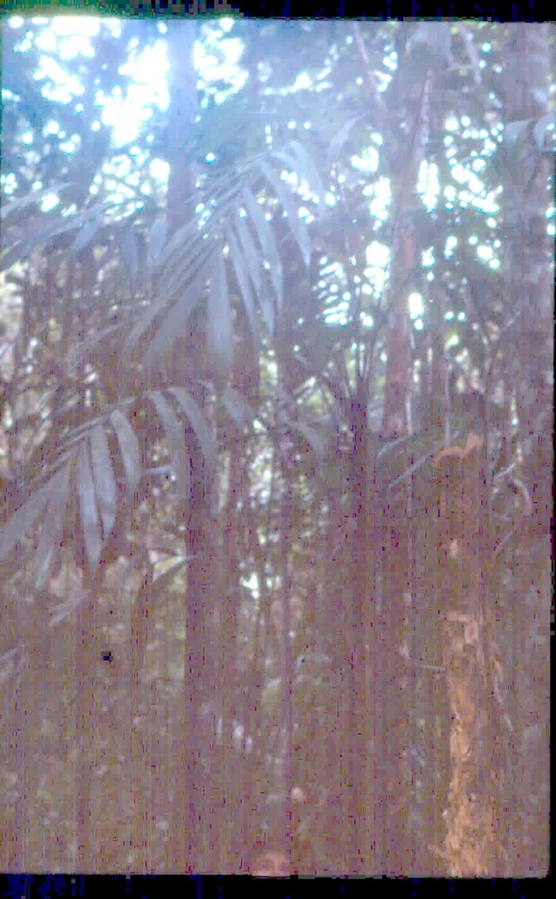 Bactris fissifrons