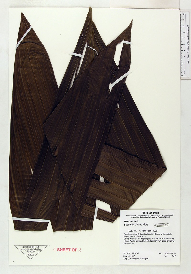 Bactris fissifrons photo 4