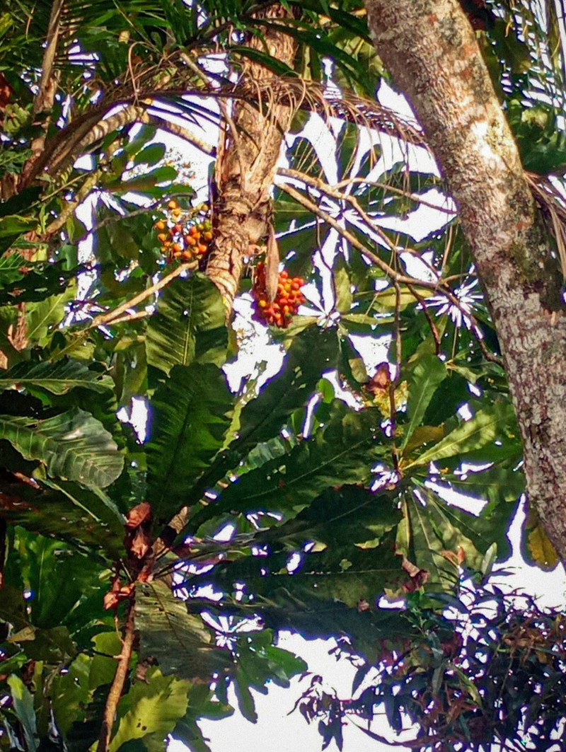 Bactris gasipaes var. chichagui