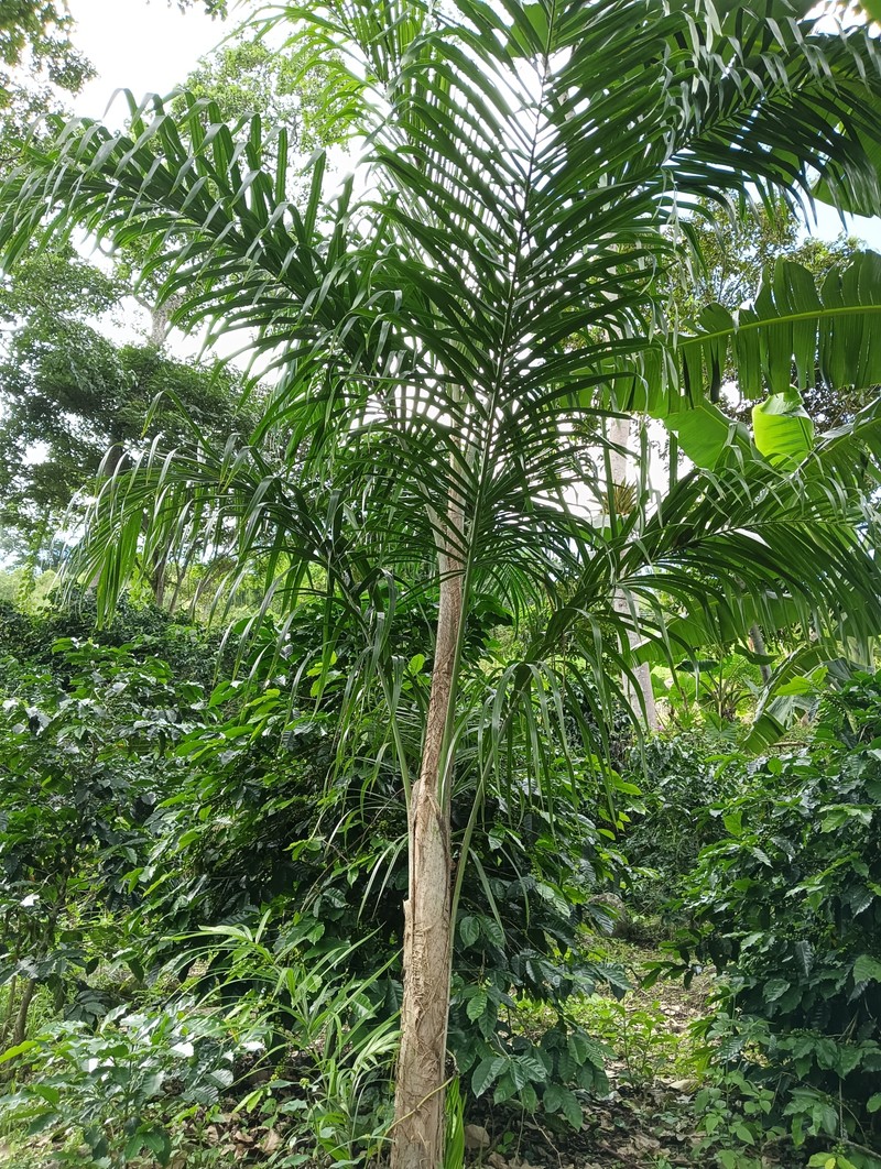 Bactris gasipaes var. chichagui photo 2