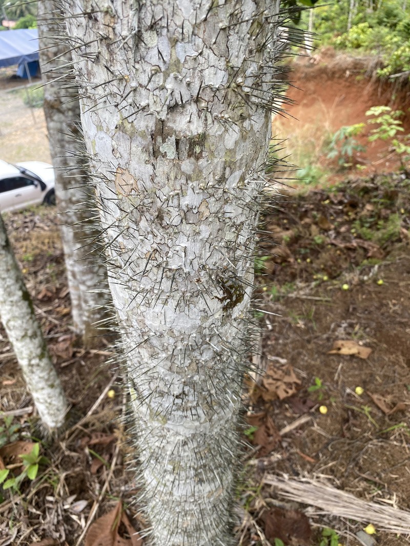 Bactris gasipaes var. chichagui photo 3