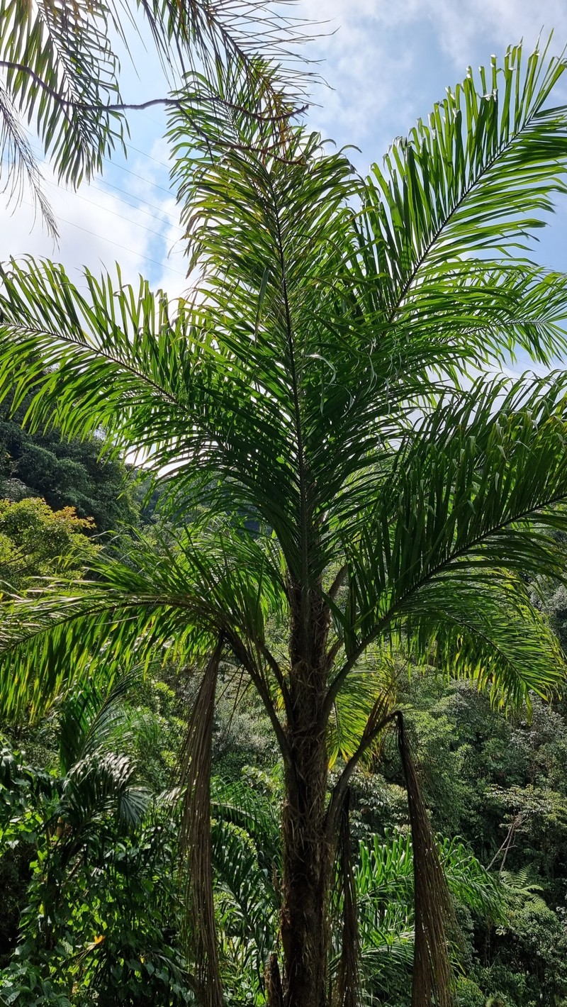 Bactris gasipaes var. chichagui photo 4