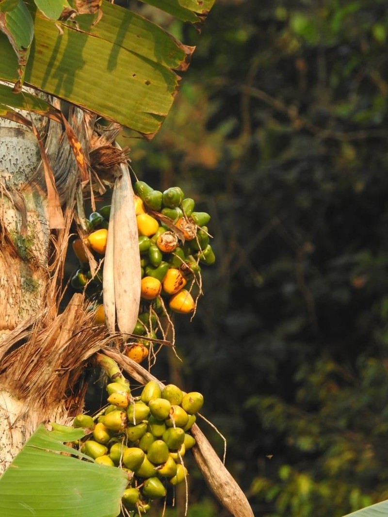 Bactris gasipaes var. gasipaes photo 2