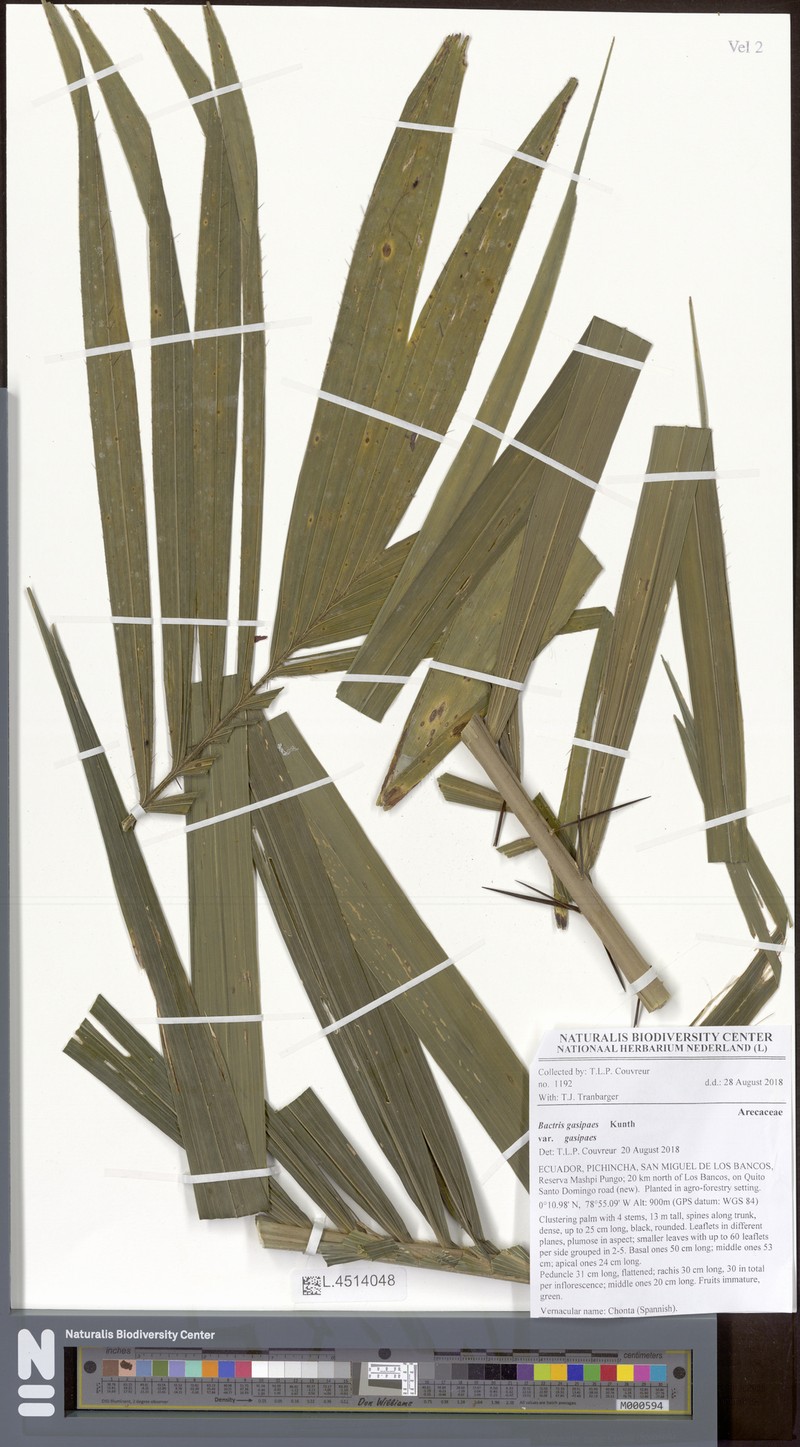 Bactris gasipaes var. gasipaes photo 3