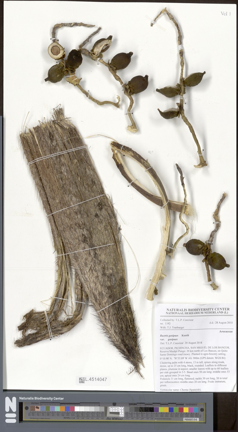 Bactris gasipaes var. gasipaes photo 4