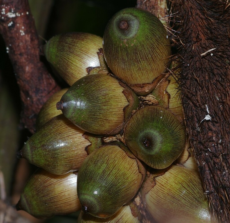Bactris gastoniana