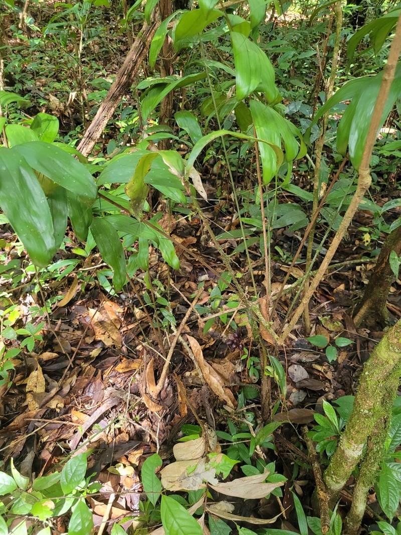 Bactris gastoniana photo 2