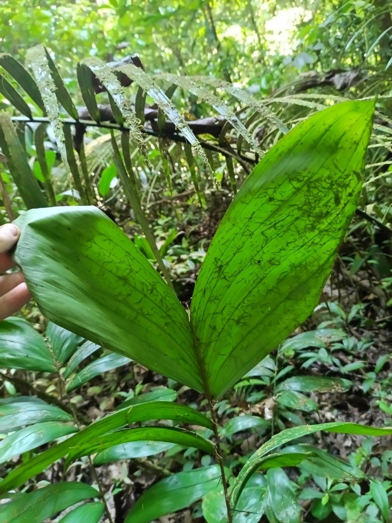 Bactris gastoniana photo 3