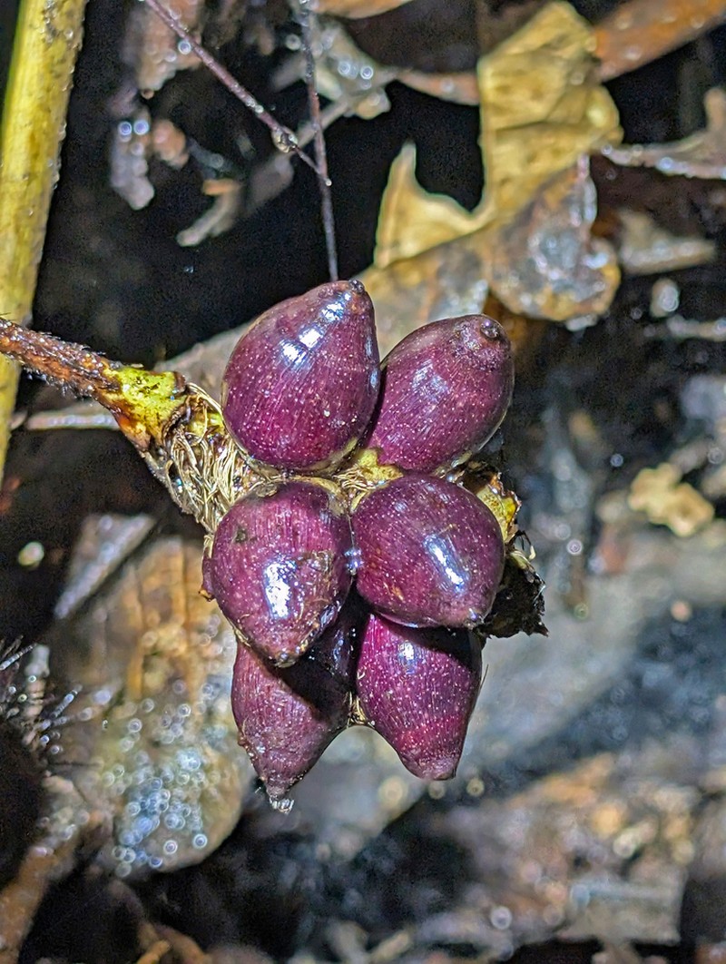 Bactris gastoniana photo 4