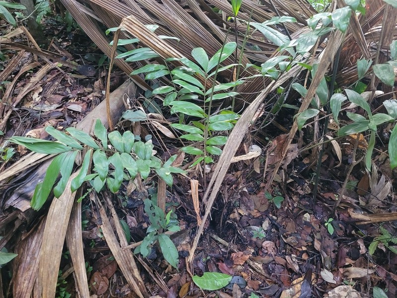 Bactris gastoniana photo 5