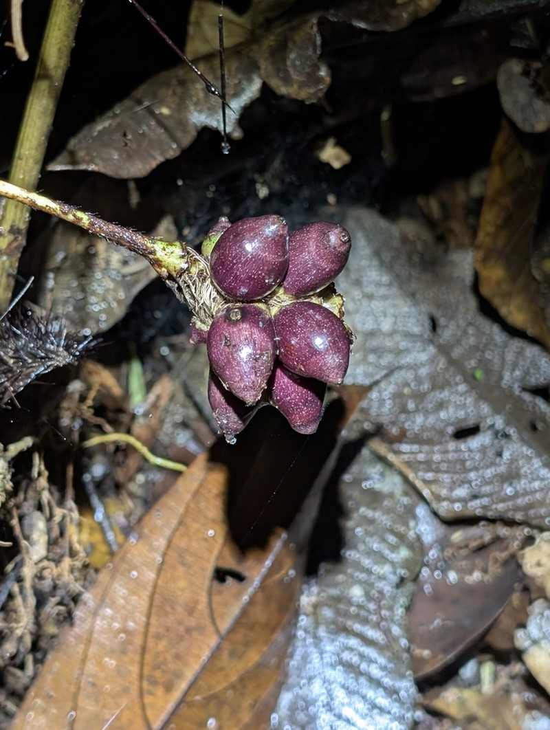 Bactris gastoniana photo 6
