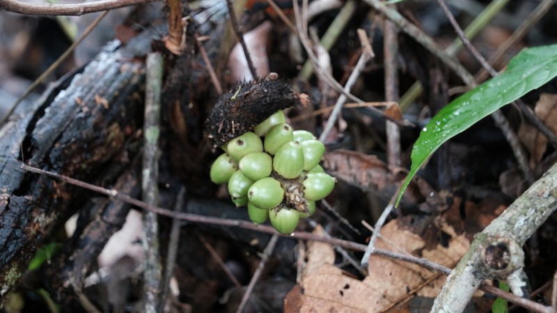 Bactris gastoniana photo 7