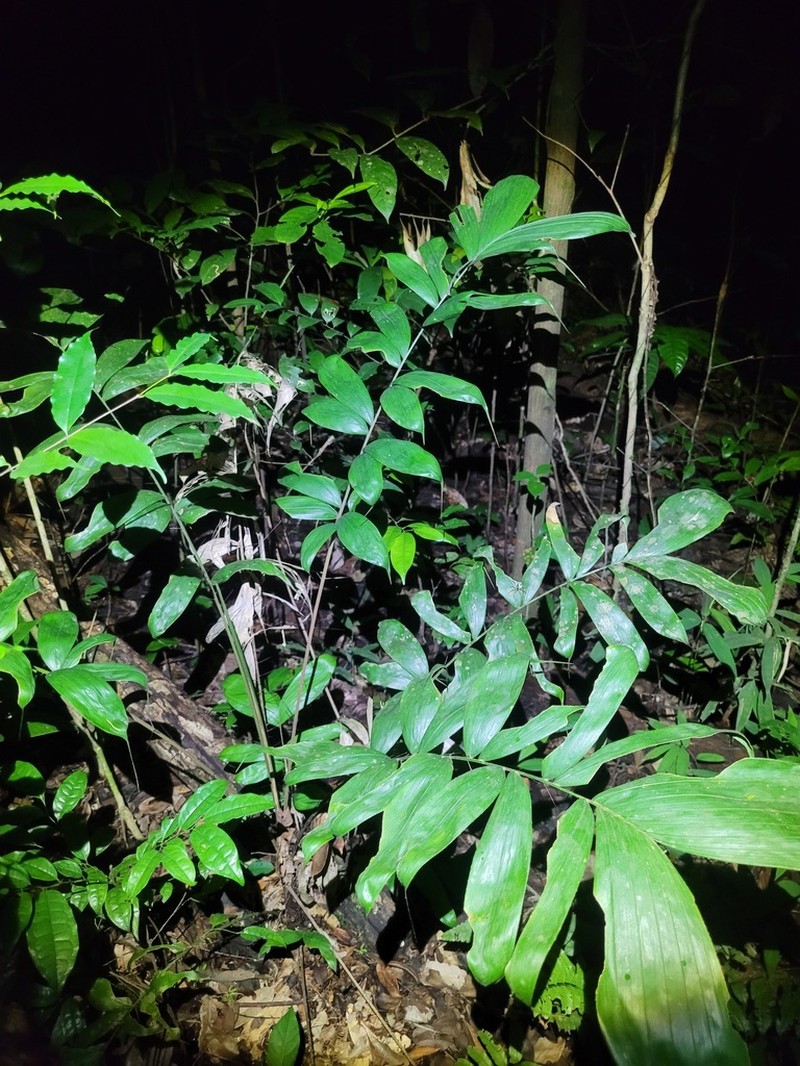 Bactris gastoniana photo 8