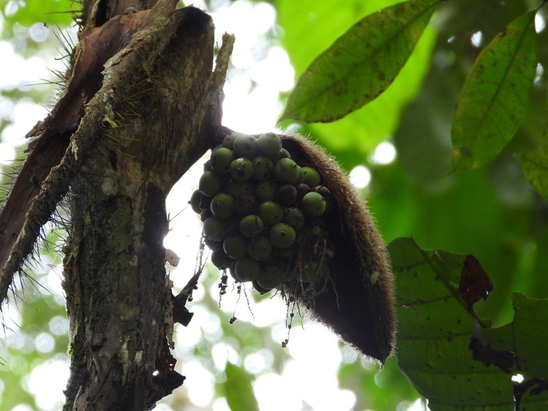 Bactris glandulosa