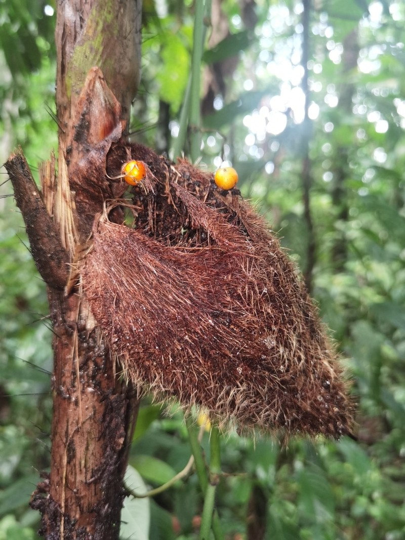 Bactris glandulosa photo 2