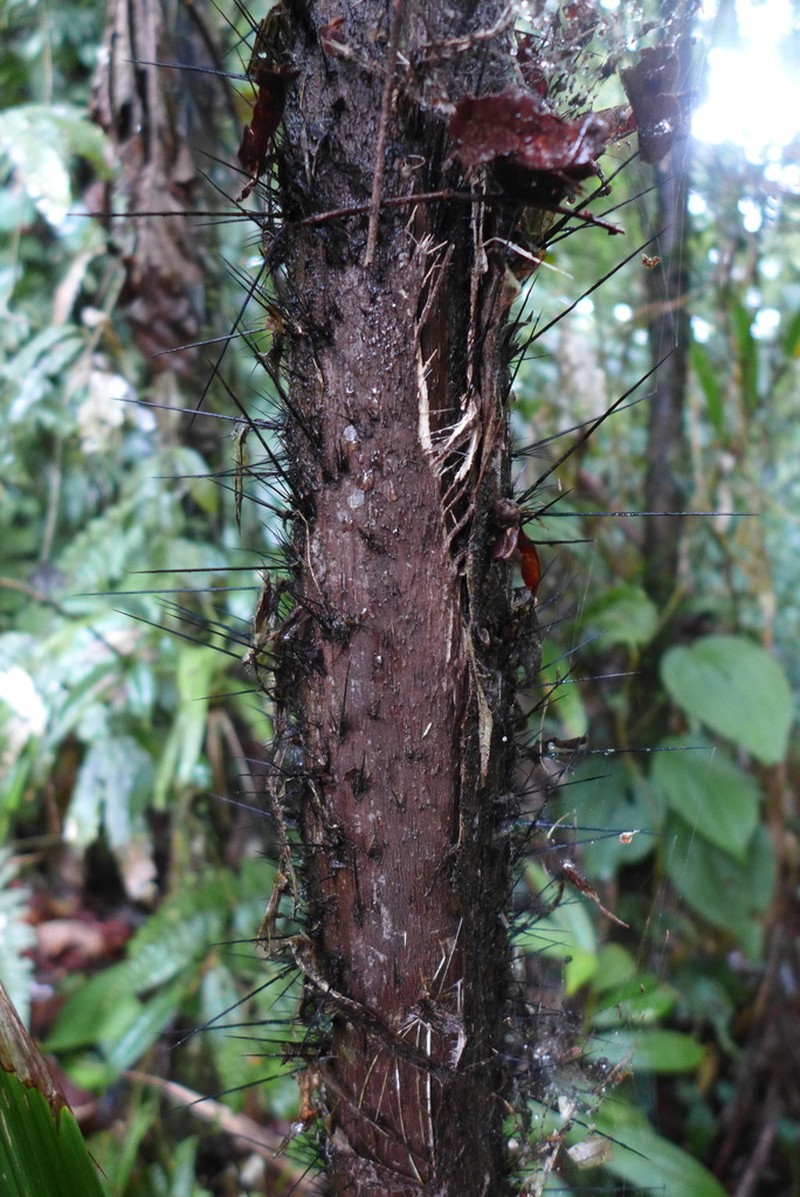 Bactris glandulosa photo 3