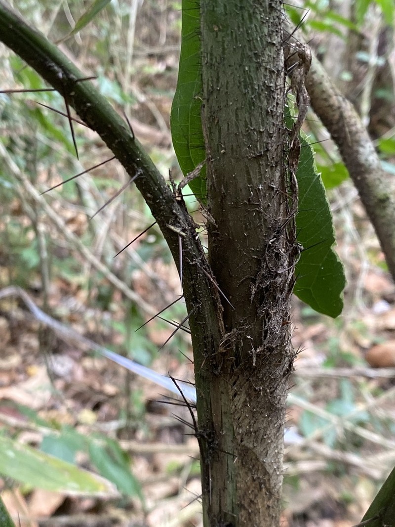 Bactris glandulosa photo 4