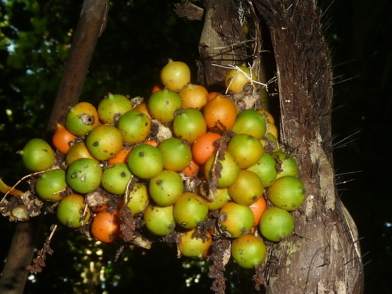 Bactris glandulosa photo 5
