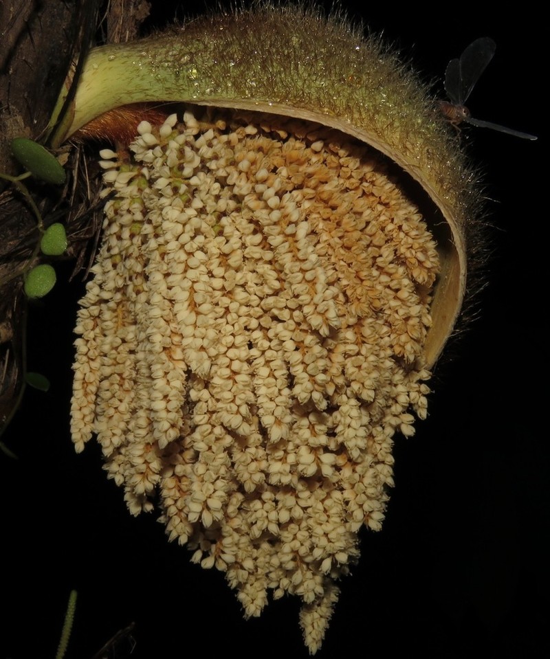 Bactris glandulosa photo 6