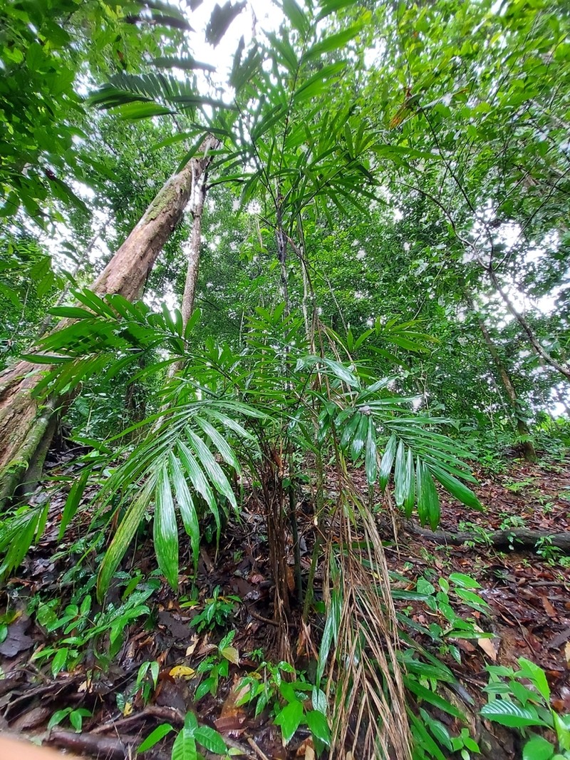 Bactris glandulosa photo 8