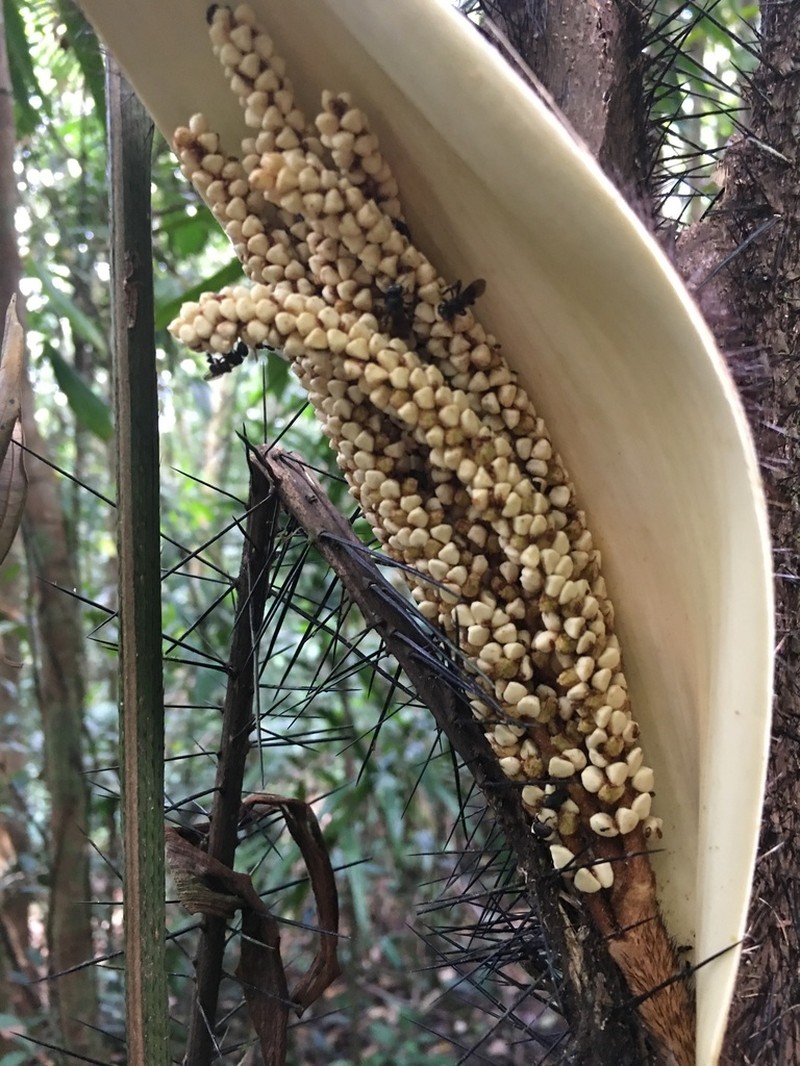 Bactris glassmanii photo 3