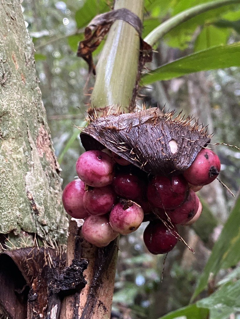 Bactris glassmanii photo 4