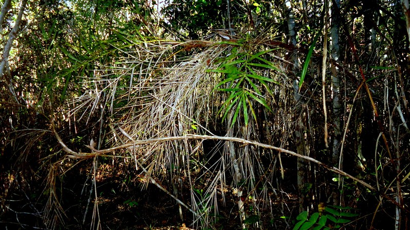 Bactris glassmanii