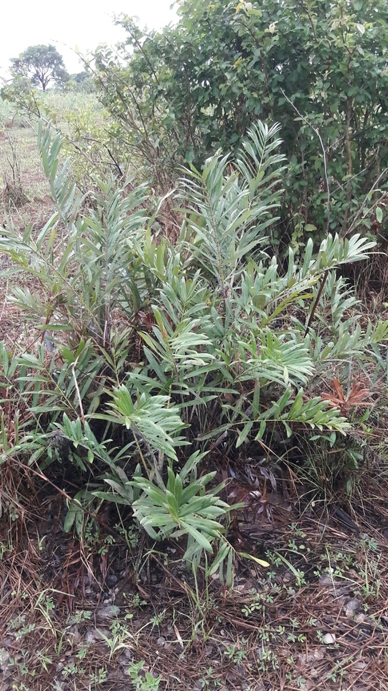 Bactris glaucescens