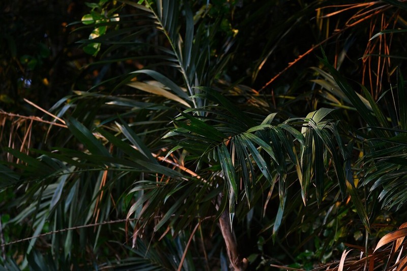 Bactris glaucescens photo 2