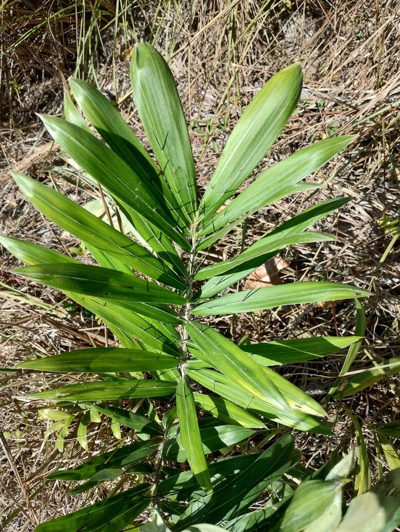 Bactris glaucescens photo 3