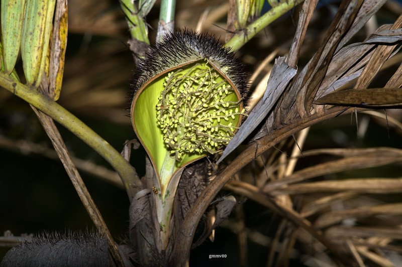 Bactris glaucescens photo 4