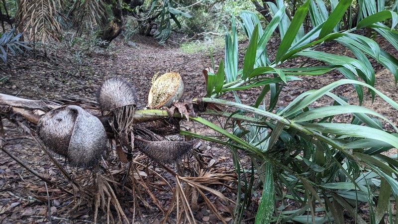 Bactris glaucescens photo 5