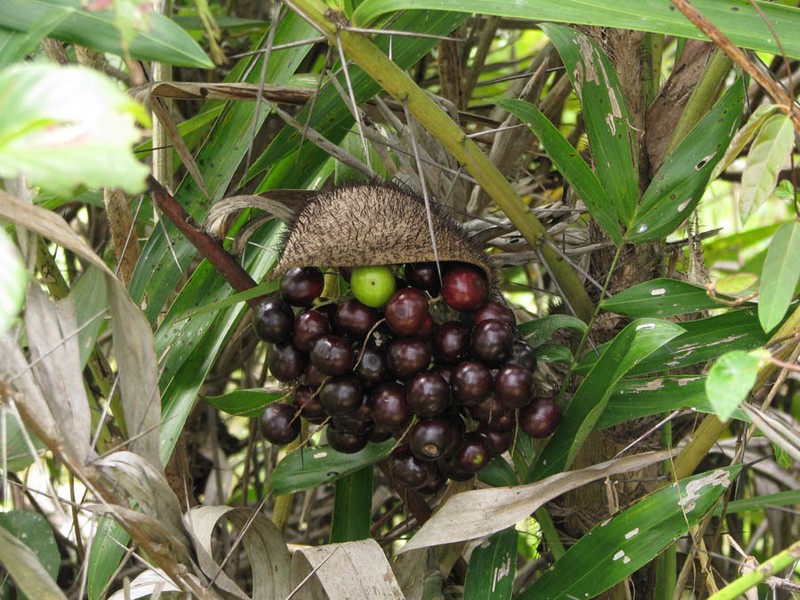 Bactris glaucescens photo 6