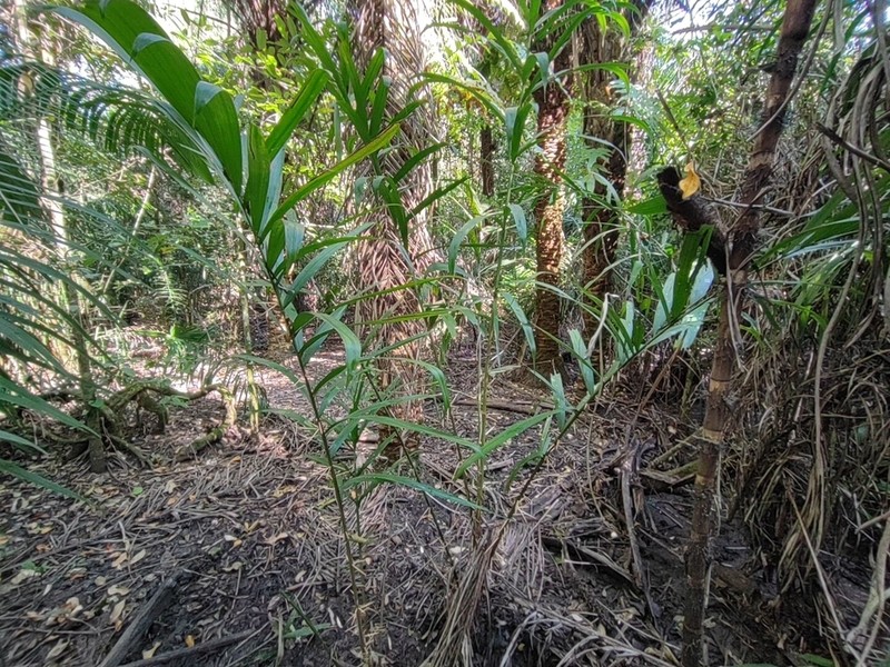 Bactris glaucescens photo 8