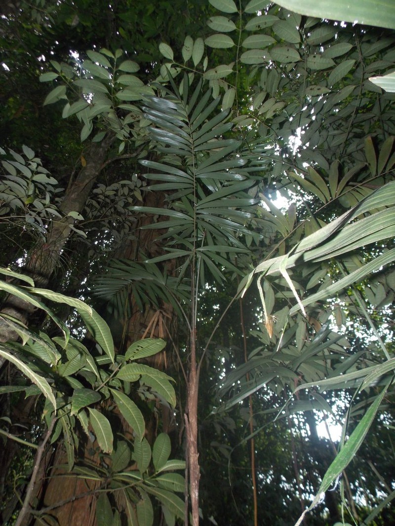 Bactris gracilior