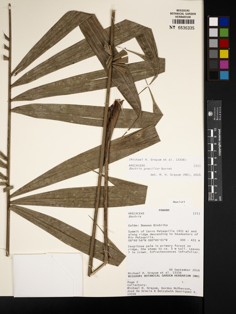 Bactris gracilior photo 2