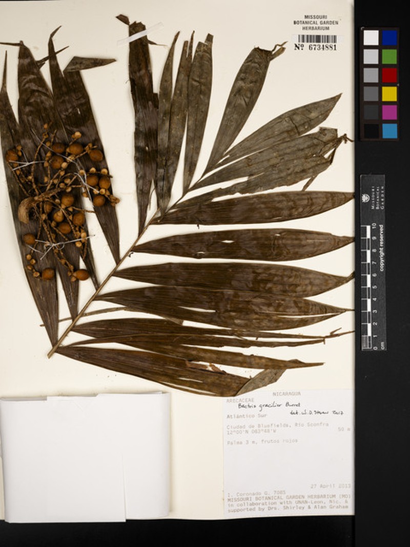 Bactris gracilior photo 3