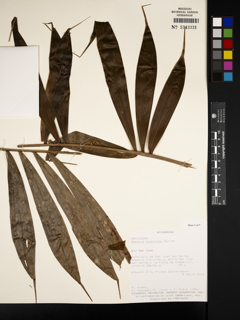 Bactris gracilior photo 4