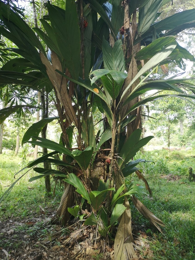Bactris grayumii