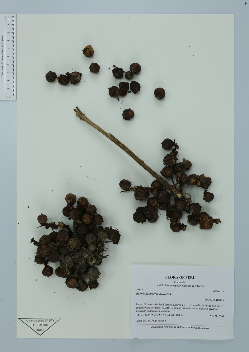 Bactris halmoorei